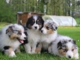 4 chiots Berger Australien à vendre (LOF)