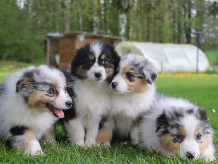 4 chiots Berger Australien à vendre (LOF)