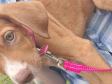 En quête d'une famille, chiot femelle marron