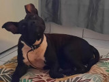 Adoption disponible : chienne Staffordshire Bull Terrier noir