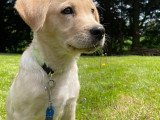 À la recherche d’un foyer, chiot femelle beige