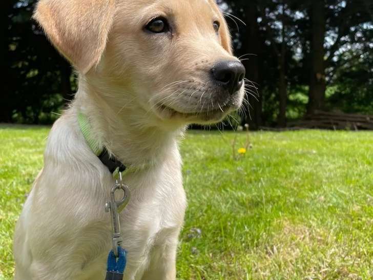 À la recherche d’un foyer, chiot femelle beige