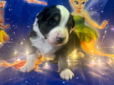 7 chiots Berger Australien disponibles à l’achat (LOF)