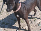 À adopter : chienne noire