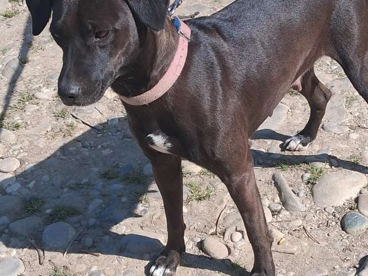 À adopter : chienne noire