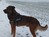 Disponible à l'adoption : chien noir et feu