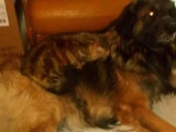 En attente d'adoption : chien de Leonberg fauve charbonné