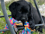 À vendre, 4 chiots femelles Labrador (LOF)