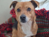 Prêt pour l’adoption : chien d'un an