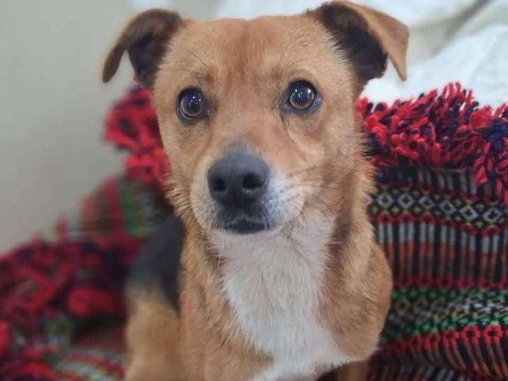 Prêt pour l’adoption : chien d'un an