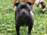 Chiot femelle Staffordshire Bull Terrier LOF à réserver