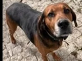 En attente d'une famille : chien Beagle de 6 ans
