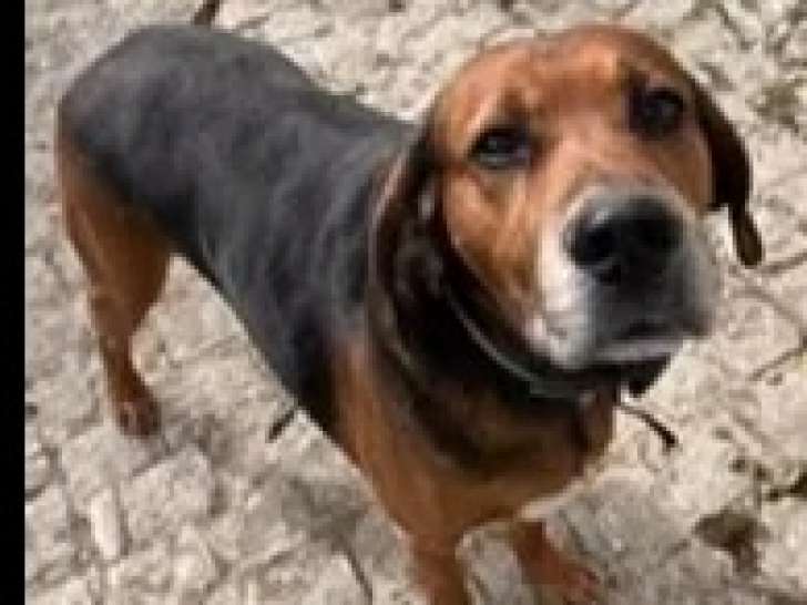 En attente d'une famille : chien Beagle de 6 ans