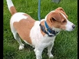 En quête d'une famille : chien Jack Russell marron et blanc