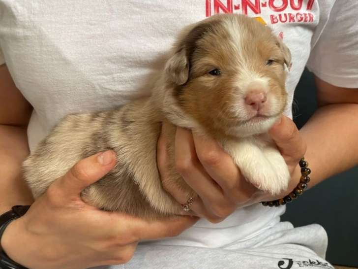À réserver, chiots mâles Berger Américain Miniature LOF
