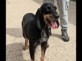 Adoption disponible : chienne Bruno du Jura noire et beige