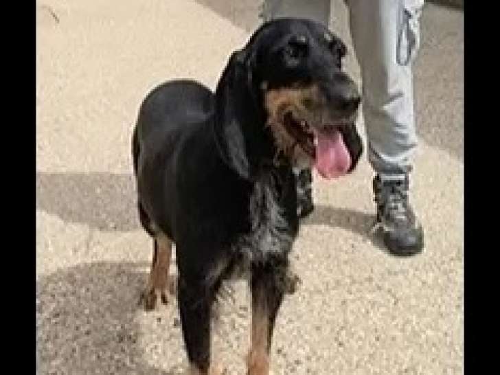 Adoption disponible : chienne Bruno du Jura noire et beige