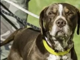 À la recherche d'un foyer : chien Braque marron et blanc