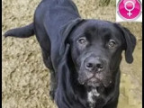 Chiot femelle Labrador noir à adopter