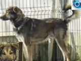 Chien Berger Malinois bringé disponible à l'adoption