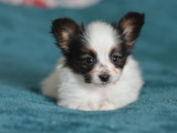 À réserver, chiots mâles Épagneul Nain Continental Papillon (LOF)