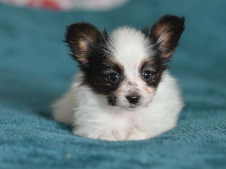 À réserver, chiots mâles Épagneul Nain Continental Papillon (LOF)