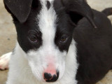 Chiot femelle noir et blanc en attente d'adoption