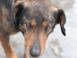 Chien adulte prêt pour l'adoption