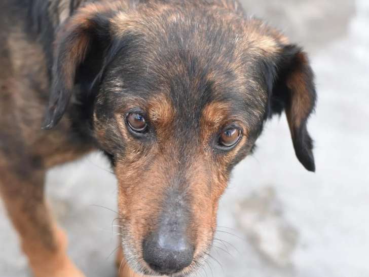 Chien adulte prêt pour l'adoption