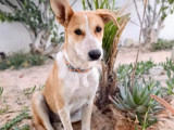 Chiot femelle sable en attente d'une famille