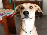 Chiot femelle de 5 mois à accueillir