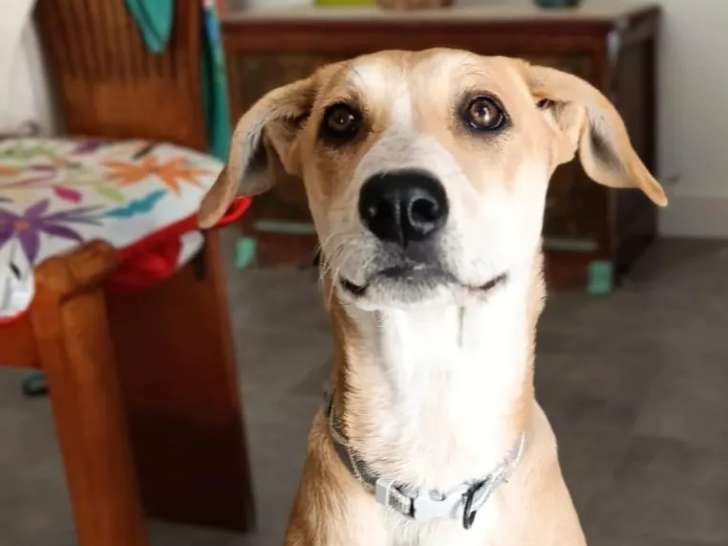 Chiot femelle de 5 mois à accueillir