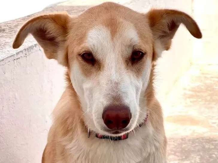 En quête d'une famille : chien au pelage beige