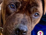 Adoption disponible : chien de 2 ans
