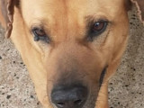 À la recherche d'un foyer : chien de couleur fauve charbonnée