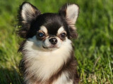 Un chien Chihuahua LOF d’un an à vendre