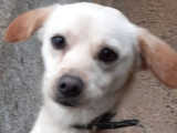 Chien marron et blanc à adopter