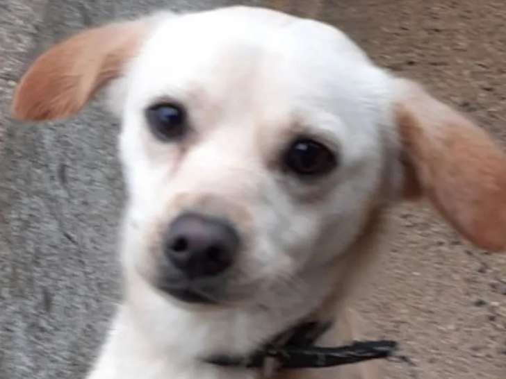 Chien marron et blanc à adopter