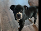 Chiot femelle de 2 mois disponible à l'adoption