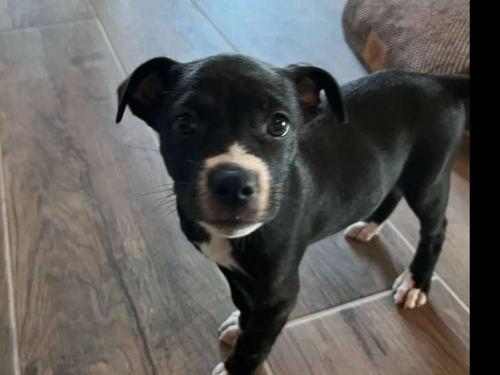 Chiot femelle de 2 mois disponible à l'adoption