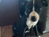 Chiot femelle noir avec marque blanche en attente d’adoption