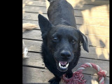Chien Welsh Corgi Cardigan noir prêt pour l'adoption