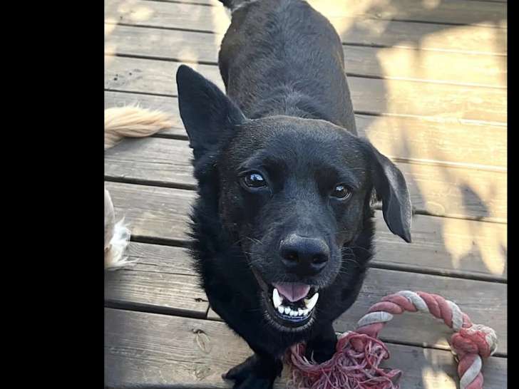 Chien Welsh Corgi Cardigan noir prêt pour l'adoption