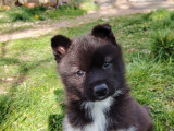 À vendre 2 chiots Husky de Sibérie (LOF)