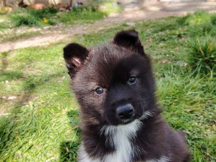 À vendre 2 chiots Husky de Sibérie (LOF)