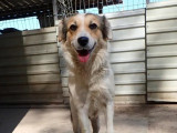 Chienne de 3 ans en attente d’une famille