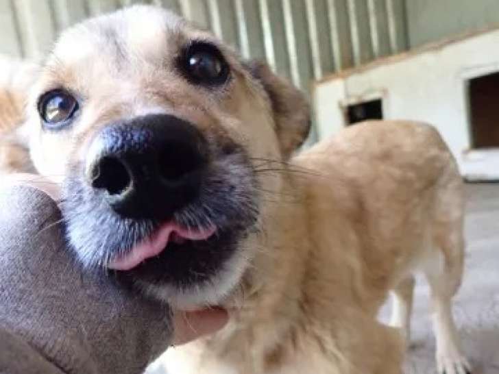Chienne beige à accueillir