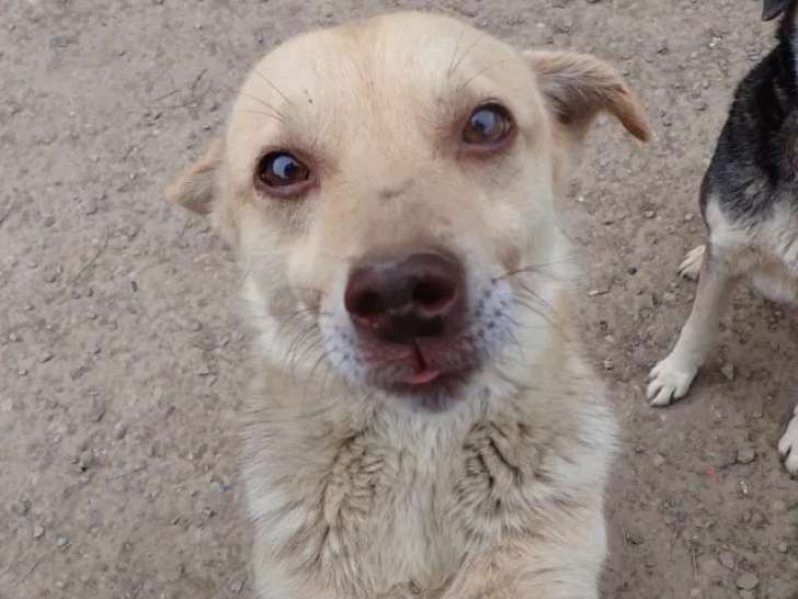 Chien d’un an en quête d'une famille
