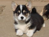 Un chiot mâle Welsh Corgi Pembroke à acheter (LOF)