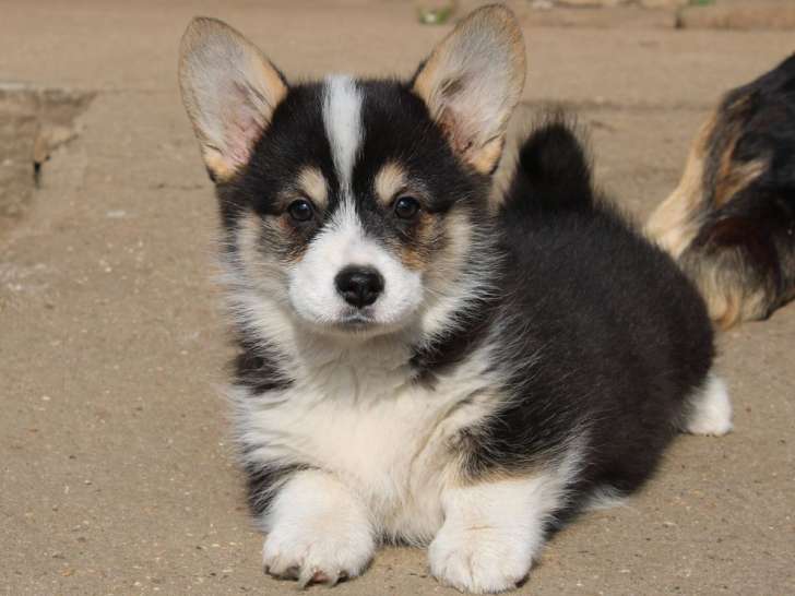 Un chiot mâle Welsh Corgi Pembroke à acheter (LOF)